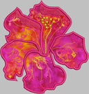 Tropical Exotic Flowers Set